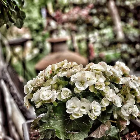 4 Seasons In Πανσιόν