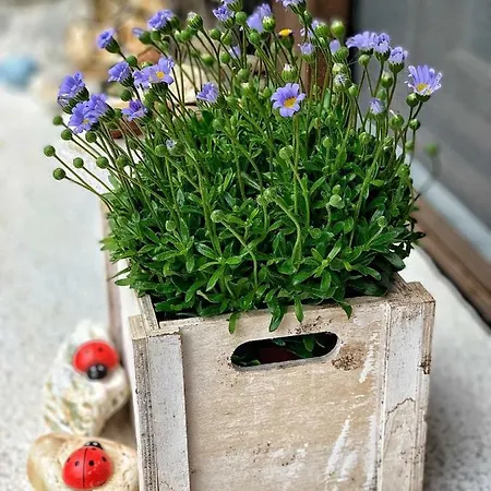 4 Seasons In Maison d'hôtes Vizitsa